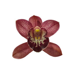 Dark red orchid cymbidium on white background