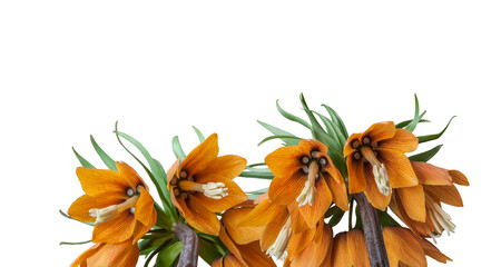 Kaiser`s crown Fritillaria or imperialis Fritillaria     isolated on white background.