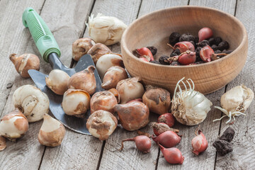Bulbs of fritillaria, anemones and botanical tulips before planting on the table.