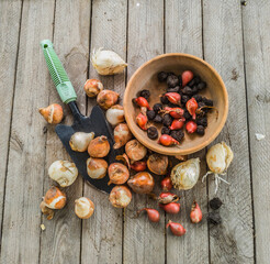 Bulbs of fritillaria, anemones and botanical tulips before planting on the table. Flat Lay
