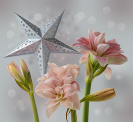 Hippeastrum (amaryllis)  'Pink Glory' and and Silver paper lightning lantern