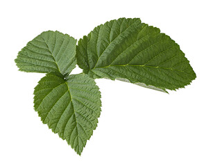 raspberries green leaf