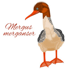 Mergus merganser duck young cute water bird  with colorful feathers watercolor vector illustration editable hand drawing
