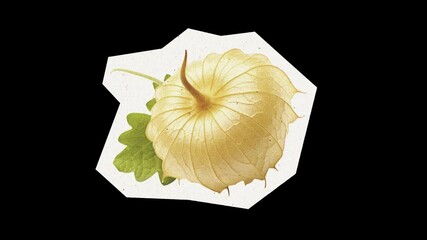 Aunt Molly's Ground Cherry Montage Asset Animation Featuring a Green Screen Background for Creative Motion Graphics in Collage Art