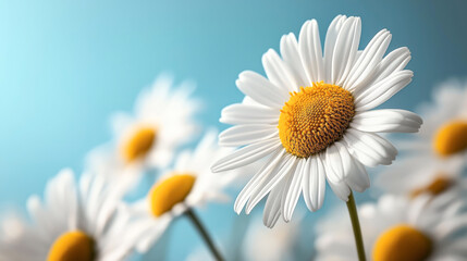 Fototapeta premium Close-up of blooming white daisies with yellow centers against a soft blue sky background, capturing focus on the foreground flower in a natural outdoor setting.