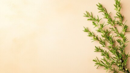 Fototapeta premium A sprig of fresh herbs on a soft, neutral background.