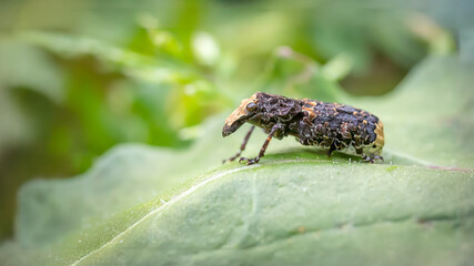 Cramp-ball fungus weevil - Platyrhinus resinosus
