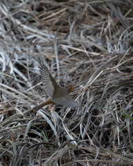 petirrojo en un rama en libertad, cantando y muy colorido  y volando a ras de suelo imagen congelasa