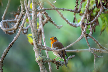 Fototapeta premium petirrojo en un rama en libertad, cantando y muy colorido