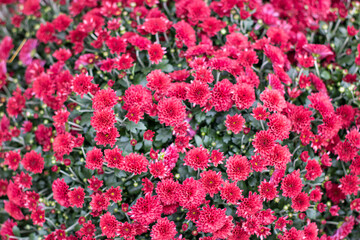 The bush bears a beautiful bouquet of bright purple flowers.