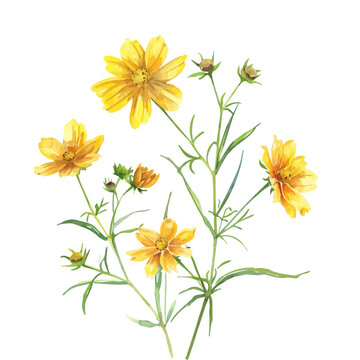 yellow cosmos flowers watercolor painting clip art preview