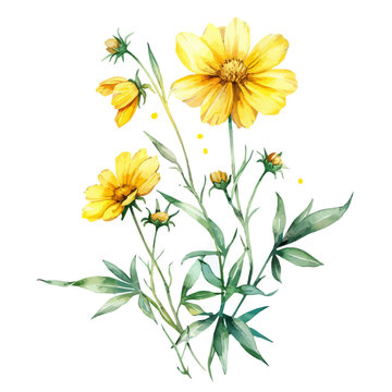 yellow cosmos flowers watercolor painting clip art preview