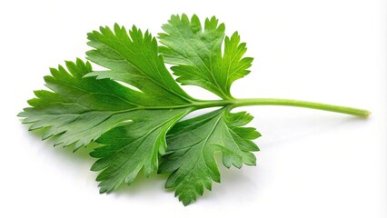 Fototapeta premium Coriander leaf isolated on white background