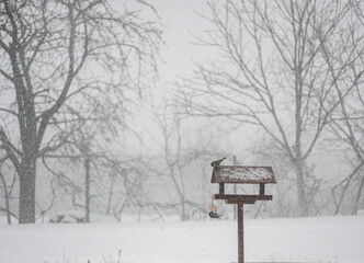 Naklejka premium Bluebirds at a bird feeder in the snow 