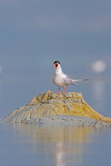 A wetland bird perched on a small earthen island in a lake. Common Tern, Sterna hirundo.