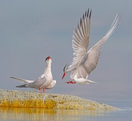 Wetland birds mating on a small earthen island in a lake. Common Tern, Sterna hirundo.