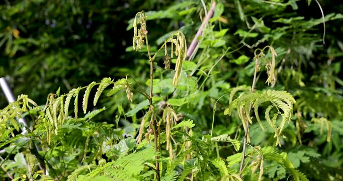 Shikakai (Acacia concinna) is a native Burmese vegetable that is often used to make clear soups, sour soups, and many other dishes. It has medicinal properties. Recorded in 4K high definition video.