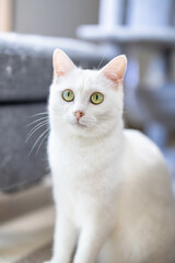 座りながら見つめてくる白猫