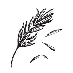 Rosemary twig with leaves sketch. Vector graphic illustration, hand drawn isolated. Black and white drawing of savory spice. Seasoning for cooking. Natural medicinal herbs. Clipart for food design.