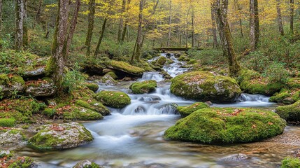 Fototapeta premium Tranquil Forest Stream with Mossy Rocks and Long Exposure
