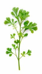 Coriander Leaf