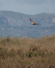 Aguila o halcon volando por el cielo en libertad dentro de un parque natural en busca de una presa