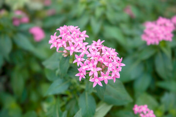 아름답게 피어난 꽃의 모습입니다.