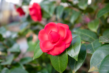 아름답게 피어난 꽃의 모습입니다.