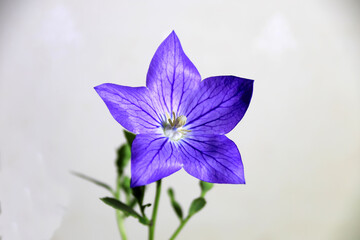 아름답게 피어난 도라지꽃의 모습입니다.