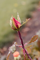 Tender pink roses covered with spider web
