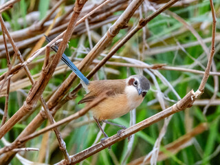 Purple-crowned Fairywren (Malurus coronatus) in Australia
