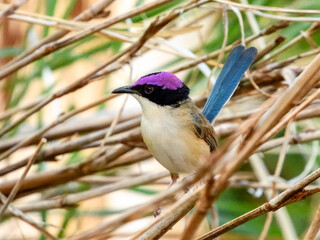 Purple-crowned Fairywren (Malurus coronatus) in Australia