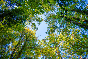 Obraz premium Looking up at the treetops. A beautiful canopy of trees, with lush green foliage and a patch of clear blue sky peeking through. Sunlight Filtering Through the Branches