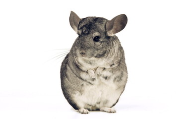 Chinchilla