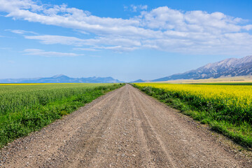 Countryside gravel road and green farmland nature landscape in summer. road trip.