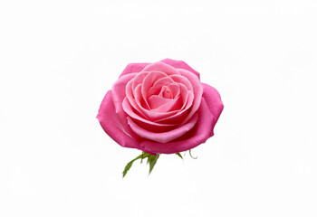 Fototapeta premium A single pink rose with green leaves on a white background.