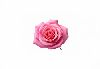 Fototapeta premium A single pink rose with delicate petals and green sepals is isolated against a white background.