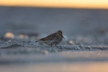 Dunlin 