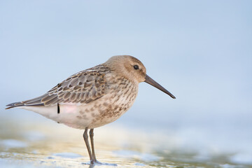 Dunlin 