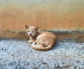 Fototapeta premium homeless cat on the rocks