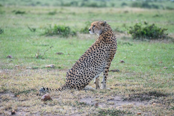 A cheetah rests in a green field, Masai Mara Reserve, Kenya