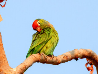 Varied Lorikeet (Psitteuteles versicolor) in Australia