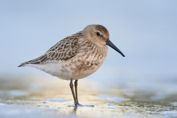 Dunlin 