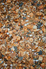 seashells on the seashore