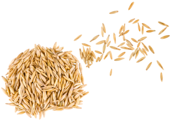 Scattered oat grain seeds isolated on a transparent background. Top view.	Completely in focus. Focus stacking.