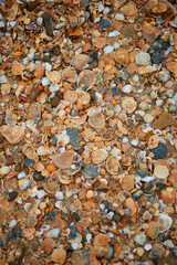 seashells on the seashore