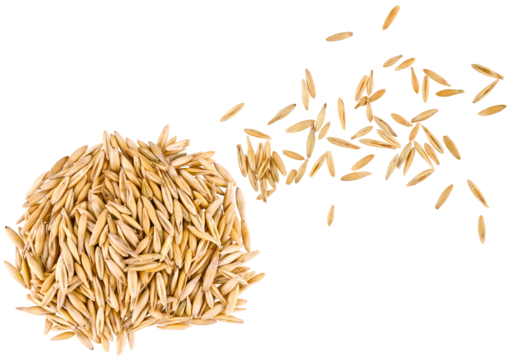 Scattered oat grain seeds isolated on a transparent background. Top view.	Completely in focus. Focus stacking.