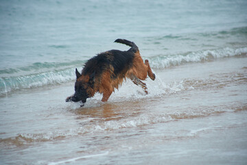 German Shepherd on the seashore