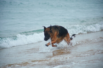 German Shepherd on the seashore