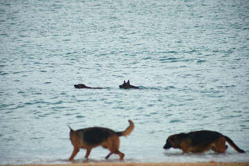 German Shepherd on the seashore